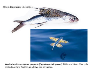 Voador bonito ou voador pequeno (Cypselurus callopterus). Mide uns 20 cm. Vive pola
costa do océano Pacífico, desde México a Ecuador.
Xénero Cypselurus. 10 especies
 