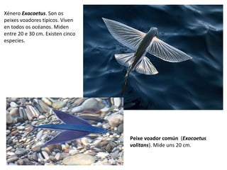 Peixe voador común (Exocoetus
volitans). Mide uns 20 cm.
Xénero Exocoetus. Son os
peixes voadores típicos. Viven
en todos os océanos. Miden
entre 20 e 30 cm. Existen cinco
especies.
 