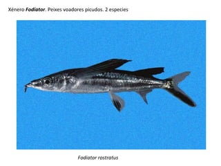 Xénero Fodiator. Peixes voadores picudos. 2 especies
Fodiator rostratus
 