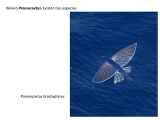 Xénero Parexocoetus. Existen tres especies.
Parexocoetus brachypterus
 