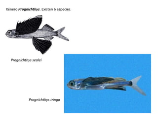 Xénero Prognichthys. Existen 6 especies.
Prognichthys tringa
Prognichthys sealei
 