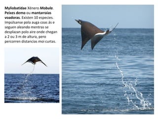 Myliobatidae Xénero Mobula.
Peixes demo ou mantarraias
voadoras. Existen 10 especies.
Impúlsanse pola auga coas ás e
seguen aleando mentras se
desplazan polo aire onde chegan
a 2 ou 3 m de altura, pero
percorren distancias moi curtas.
 
