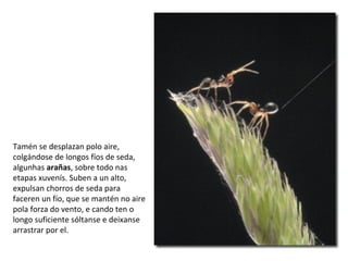 Tamén se desplazan polo aire,
colgándose de longos fíos de seda,
algunhas arañas, sobre todo nas
etapas xuvenís. Suben a un alto,
expulsan chorros de seda para
faceren un fío, que se mantén no aire
pola forza do vento, e cando ten o
longo suficiente sóltanse e deixanse
arrastrar por el.
 
