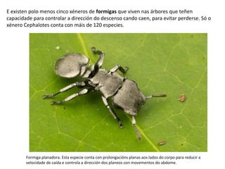 E existen polo menos cinco xéneros de formigas que viven nas árbores que teñen
capacidade para controlar a dirección do descenso cando caen, para evitar perderse. Só o
xénero Cephalotes conta con máis de 120 especies.
Formiga planadora. Esta especie conta con prolongacións planas aos lados do corpo para reducir a
velocidade de caída e controla a dirección dos planeos con movementos do abdome.
 