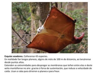 Esquíos voadores. Coñecense 43 especies.
En realidade fan longos planeos, algúns de máis de 100 m de distancia, ao lanzárense
desde puntos altos.
Extenden as extremidades para despregar as membranas que teñen entre elas e deste
xeito mantéñense no aire gracias á forza de sustentación, que reduce a velocidade de
caída. Usan o rabo para dirixiren o planeo e para frear.
 