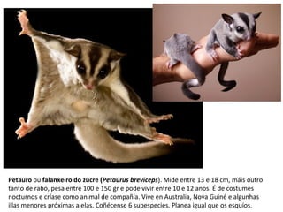 Petauro ou falanxeiro do zucre (Petaurus breviceps). Mide entre 13 e 18 cm, máis outro
tanto de rabo, pesa entre 100 e 150 gr e pode vivir entre 10 e 12 anos. É de costumes
nocturnos e críase como animal de compañía. Vive en Australia, Nova Guiné e algunhas
illas menores próximas a elas. Coñécense 6 subespecies. Planea igual que os esquíos.
 
