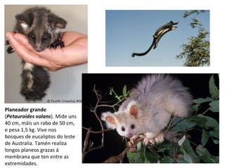 Planeador grande
(Petauroides volans). Mide uns
40 cm, máis un rabo de 50 cm,
e pesa 1,5 kg. Vive nos
bosques de eucaliptos do leste
de Australia. Tamén realiza
longos planeos grazas á
membrana que ten entre as
extremidades.
 