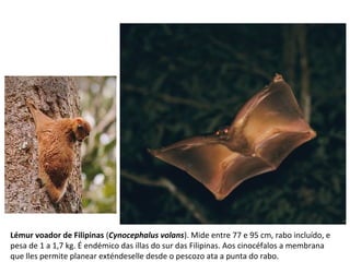 Lémur voador de Filipinas (Cynocephalus volans). Mide entre 77 e 95 cm, rabo incluído, e
pesa de 1 a 1,7 kg. É endémico das illas do sur das Filipinas. Aos cinocéfalos a membrana
que lles permite planear exténdeselle desde o pescozo ata a punta do rabo.
 