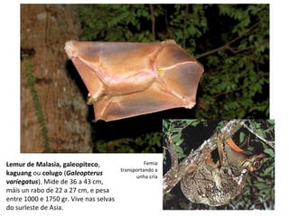 Lemur de Malasia, galeopiteco,
kaguang ou colugo (Galeopterus
variegatus). Mide de 36 a 43 cm,
máis un rabo de 22 a 27 cm, e pesa
entre 1000 e 1750 gr. Vive nas selvas
do surleste de Asia.
Femia
transportando a
unha cría
 