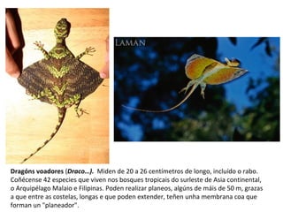 Dragóns voadores (Draco…). Miden de 20 a 26 centímetros de longo, incluído o rabo.
Coñécense 42 especies que viven nos bosques tropicais do surleste de Asia continental,
o Arquipélago Malaio e Filipinas. Poden realizar planeos, algúns de máis de 50 m, grazas
a que entre as costelas, longas e que poden extender, teñen unha membrana coa que
forman un "planeador".
 