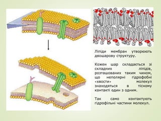 Ліпіди мембран утворюють
двошарову структуру.
Кожен шар складається зі
складних ліпідів,
розташованих таким чином,
що неполярні гідрофобні
«хвости» молекул
знаходяться в тісному
контакті один з одним.
Так само контактують
гідрофільні частини молекул.
 