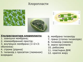 Хлоропласти
Ультраструктура хлоропласту:
1. зовнішня мембрана;
2. міжмембранний простір;
3. внутрішня мембрана (1+2+3:
оболонка)
4. строма (рідина)
5. тилакоїд з просвітом (люменом)
всередині
6. мембрана тилакоїду
7. грана (стопка тилакоїдів)
8. тилакоїд (ламела)
9. зерно крохмалю
10. рибосома
11. пластидна ДНК
12. крапля жиру
 