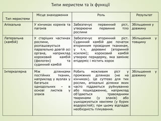 Тип меристеми
Місце знаходження Роль Результат
Апікальна У кінчиках коренів та
пагонів
Забезпечує первинний ріст,
утворюючи первинне тіло
рослини
Збільшення у
довжину
Латеральна
(камбій)
У старіших частинах
рослини,
розташовується
паралельно довгій осі
органа, наприклад
короковий камбій
(фелоген) та
судинний камбій
Забезпечує вторинний ріст.
Судинний камбій дає початок
вторинним провідним тканинам,
у т.ч. деревині (вторинній
ксилемі); короковий камбій
утворює перидерму, яка заміняє
епідерміс і містить корок
Збільшення у
товщину
Інтеркалярна Між ділянками
постійних тканин,
наприклад у вузлах у
багатьох
однодольних – в
основі листків у
злаків
Робить можливим ріст у
проміжних ділянках (не на
кінчиках). Це суттєво для тих
рослин, апікальні ділянки яких
часто піддаються руйнуванню
або пошкодженню, наприклад
об’їдаються травоядними
тваринами (у злаків) або
ушкоджуються хвилями (у бурих
водоростей); при цьому відпадає
необхідність гілкування.
Збільшення у
довжину
Типи меристем та їх функції
 