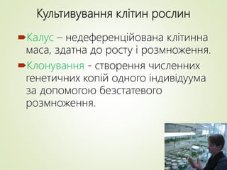 Культивування клітин рослин
Калус – недеференційована клітинна
маса, здатна до росту і розмноження.
Клонування - створення численних
генетичних копій одного індивідуума
за допомогою безстатевого
розмноження.
 