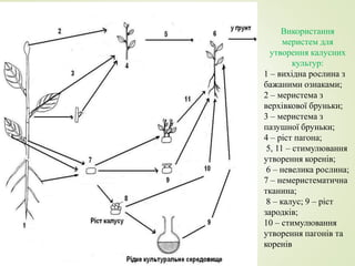 Використання
меристем для
утворення калусних
культур:
1 – вихідна рослина з
бажаними ознаками;
2 – меристема з
верхівкової бруньки;
3 – меристема з
пазушної бруньки;
4 – ріст пагона;
5, 11 – стимулювання
утворення коренів;
6 – невелика рослина;
7 – немеристематична
тканина;
8 – калус; 9 – ріст
зародків;
10 – стимулювання
утворення пагонів та
коренів
 