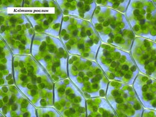 Клітини рослин
 