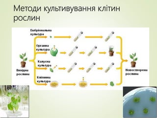 Методи культивування клітин
рослин
 