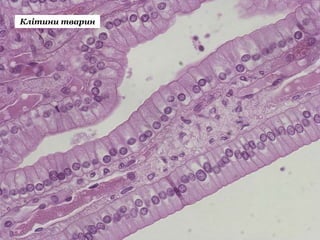 Клітини тварин
 