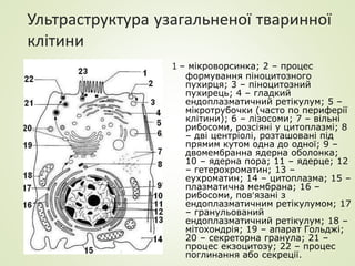 Ультраструктура узагальненої тваринної
клітини
1 – мікроворсинка; 2 – процес
формування піноцитозного
пухирця; 3 – піноцитозний
пухирець; 4 – гладкий
ендоплазматичний ретікулум; 5 –
мікротрубочки (часто по периферії
клітини); 6 – лізосоми; 7 – вільні
рибосоми, розсіяні у цитоплазмі; 8
– дві центріолі, розташовані під
прямим кутом одна до одної; 9 –
двомембранна ядерна оболонка;
10 – ядерна пора; 11 – ядерце; 12
– гетерохроматин; 13 –
еухроматин; 14 – цитоплазма; 15 –
плазматична мембрана; 16 –
рибосоми, повязані з
ендоплазматичним ретікулумом; 17
– гранульований
ендоплазматичний ретікулум; 18 –
мітохондрія; 19 – апарат Гольджі;
20 – секреторна гранула; 21 –
процес екзоцитозу; 22 – процес
поглинання або секреції.
 
