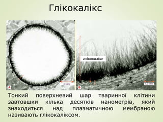 Тонкий поверхневий шар тваринної клітини
завтовшки кілька десятків нанометрів, який
знаходиться над плазматичною мембраною
називають глікокаліксом.
Глікокалікс
глікокалікс
 