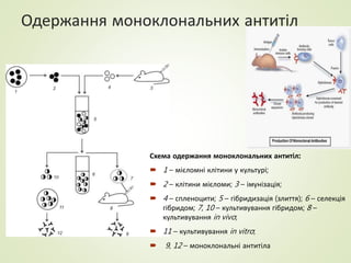 Одержання моноклональних антитіл
Схема одержання моноклональних антитіл:
 1 – мієломні клітини у культурі;
 2 – клітини мієломи; 3 – імунізація;
 4 – спленоцити; 5 – гібридизація (злиття); 6 – селекція
гібридом; 7, 10 – культивування гібридом; 8 –
культивування in vivo;
 11 – культивування in vitro;
 9, 12 – моноклональні антитіла
 