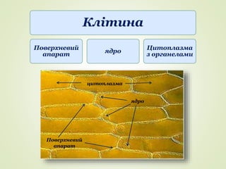 Клітина
Поверхневий
апарат
ядро
Цитоплазма
з органелами
Поверхневий
апарат
ядро
цитоплазма
 