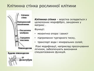 Клітинна стінка рослинної клітини
Клітинна стінка – жорстка складається з
целюлозних мікрофібріл, занурених у
матрикс .
Функції:
• механічна опора і захист
• підтримання тургорного тиску,
• транспорт води і мінеральних солей;
Різні модифікації, наприклад просочування
лігніном, забезпечують виконання
спеціалізованих функцій.
 