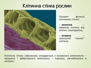 Основні функції
клітинних стінок:
• захисна –
оберігає клітину від
різних пошкоджень,
• опорна –
зовнішній “скелет”
клітини.
Клітинна стінка (оболонка) складається з основного компоненту –
матриксу і фібрілярного комплексу – каркасу, заглибленого в
матрикс.
Клітинна стінка рослин
 