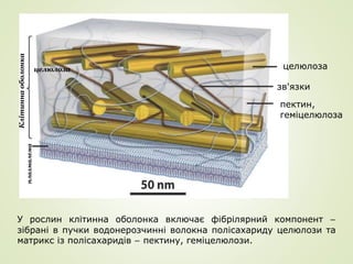 плазмалема
пектин,
геміцелюлоза
зв'язки
целюлоза
Клітиннаоболонка
У рослин клітинна оболонка включає фібрілярний компонент –
зібрані в пучки водонерозчинні волокна полісахариду целюлози та
матрикс із полісахаридів – пектину, геміцелюлози.
целюлоза
 
