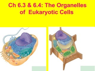 Ch 6.3 & 6.4: The Organelles
of Eukaryotic Cells
 