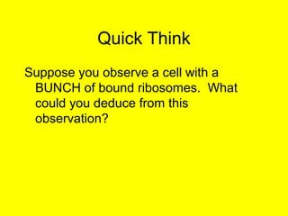 Quick Think
Suppose you observe a cell with a
BUNCH of bound ribosomes. What
could you deduce from this
observation?
 