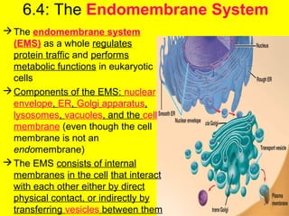 6.4: The Endomembrane System
The endomembrane system
(EMS) as a whole regulates
protein traffic and performs
metabolic functions in eukaryotic
cells
Components of the EMS: nuclear
envelope, ER, Golgi apparatus,
lysosomes, vacuoles, and the cell
membrane (even though the cell
membrane is not an
endomembrane)
The EMS consists of internal
membranes in the cell that interact
with each other either by direct
physical contact, or indirectly by
transferring vesicles between them
 