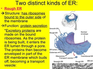 Two distinct kinds of ER:
• Rough ER
Structure: has ribosomes
bound to the outer side of
the membrane
Function: protein secretion
*Excretory proteins are
made on the bound
ribosomes. As the protein
is being built, it enters the
ER lumen through a pore.
The proteins then become
enveloped in part of the
ER membrane which buds
off, becoming a transport
vesicle:
 