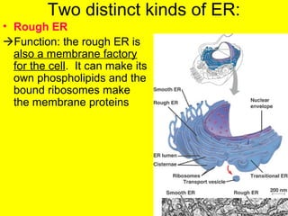 Two distinct kinds of ER:
• Rough ER
Function: the rough ER is
also a membrane factory
for the cell. It can make its
own phospholipids and the
bound ribosomes make
the membrane proteins
 