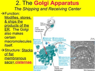 2. The Golgi Apparatus
The Shipping and Receiving Center
Function:
Modifies, stores,
& ships the
products of the
ER. The Golgi
also makes
certain
macromolecules
itself.
Structure: Stacks
of flat
membranous
sacs= cisternae.
 