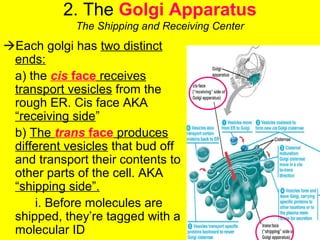 2. The Golgi Apparatus
The Shipping and Receiving Center
Each golgi has two distinct
ends:
a) the cis face receives
transport vesicles from the
rough ER. Cis face AKA
“receiving side”
b) The trans face produces
different vesicles that bud off
and transport their contents to
other parts of the cell. AKA
“shipping side”.
i. Before molecules are
shipped, they’re tagged with a
molecular ID
 