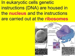 In eukaryotic cells genetic
instructions (DNA) are housed in
the nucleus and the instructions
are carried out at the ribosomes
 