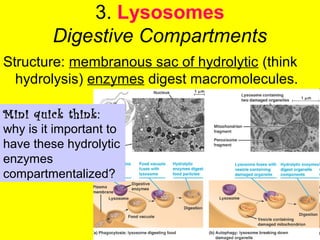 3. Lysosomes
Digestive Compartments
Structure: membranous sac of hydrolytic (think
hydrolysis) enzymes digest macromolecules.
Mini quick think:
why is it important to
have these hydrolytic
enzymes
compartmentalized?
 