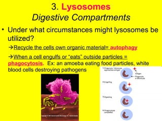 3. Lysosomes
Digestive Compartments
• Under what circumstances might lysosomes be
utilized?
Recycle the cells own organic material= autophagy
When a cell engulfs or “eats” outside particles =
phagocytosis. Ex: an amoeba eating food particles, white
blood cells destroying pathogens
 