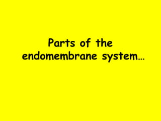 Parts of the
endomembrane system…
 