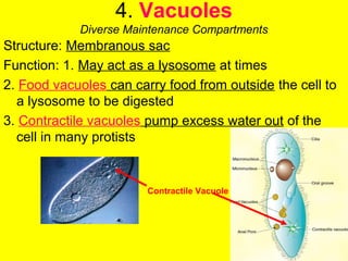 4. Vacuoles
Diverse Maintenance Compartments
Structure: Membranous sac
Function: 1. May act as a lysosome at times
2. Food vacuoles can carry food from outside the cell to
a lysosome to be digested
3. Contractile vacuoles pump excess water out of the
cell in many protists
Contractile Vacuole
 