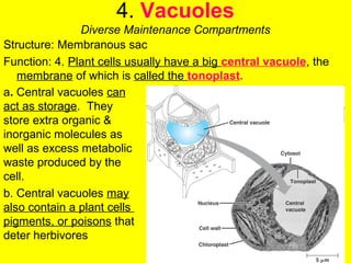 4. Vacuoles
Diverse Maintenance Compartments
Structure: Membranous sac
Function: 4. Plant cells usually have a big central vacuole, the
membrane of which is called the tonoplast.
a. Central vacuoles can
act as storage. They
store extra organic &
inorganic molecules as
well as excess metabolic
waste produced by the
cell.
b. Central vacuoles may
also contain a plant cells
pigments, or poisons that
deter herbivores
 