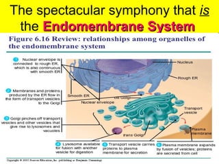 The spectacular symphony that is
the Endomembrane SystemEndomembrane System
 
