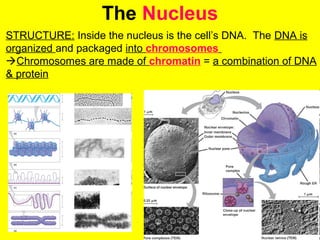 The Nucleus
STRUCTURE: Inside the nucleus is the cell’s DNA. The DNA is
organized and packaged into chromosomes
Chromosomes are made of chromatin = a combination of DNA
& protein
 