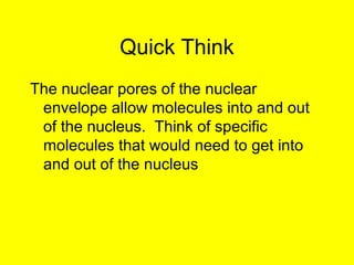 Quick Think
The nuclear pores of the nuclear
envelope allow molecules into and out
of the nucleus. Think of specific
molecules that would need to get into
and out of the nucleus
 