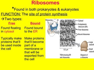 Cells will have more of 1 kind of
ribosome than the other
depending on the function of the
cell
Ribosomes
*Found in both prokaryotes & eukaryotes
FUNCTION: The site of protein synthesis
Two types:
Free Bound
Found floating
in cytosol
Found bound
to the ER
Typically make
proteins that’ll
be used inside
the cell
Make proteins
that’ll become
part of a
membrane or
that will be
exported from
the cell
 