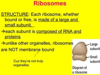 Ribosomes
STRUCTURE: Each ribosome, whether
bound or free, is made of a large and
small subunit.
each subunit is composed of RNA and
proteins
unlike other organelles, ribosomes
are NOT membrane bound
Cuz they’re not truly
organelles
 