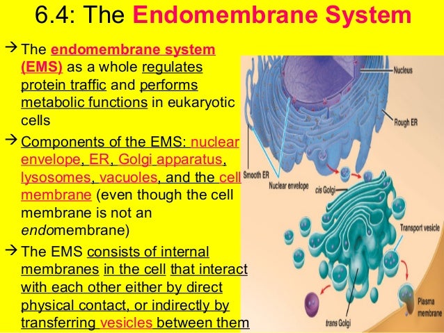 AP Bio Ch. 6.3 - 6.4 organelles