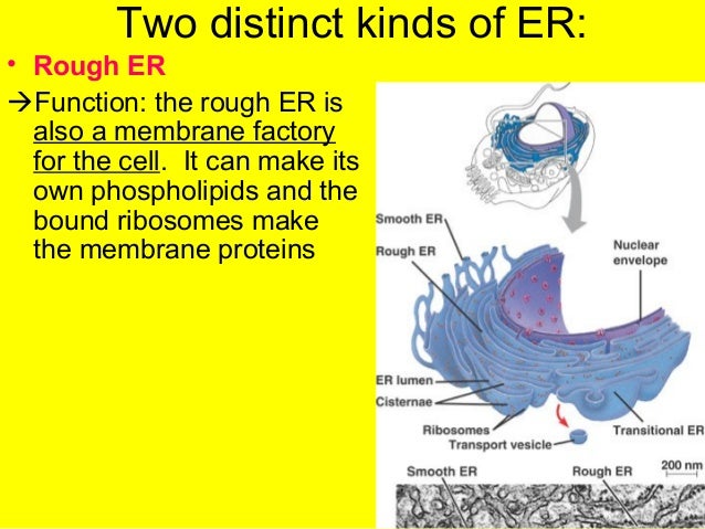 ap bio ch 6 3 6 4 organelles rough er function