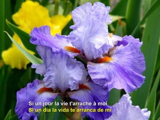 Si un jour la vie t'arrache à moiSi un jour la vie t'arrache à moi
Si un día la vida te arranca de miSi un día la vida te arranca de mi
 